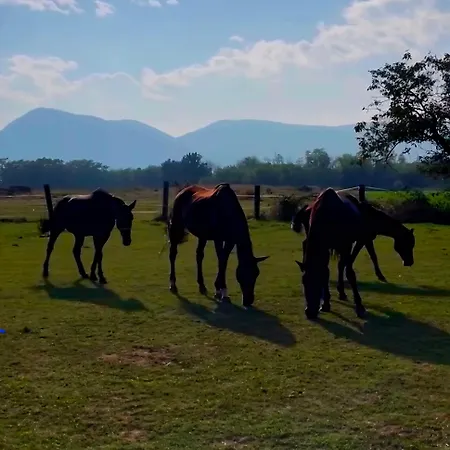 Cascina Tavella - & Animals